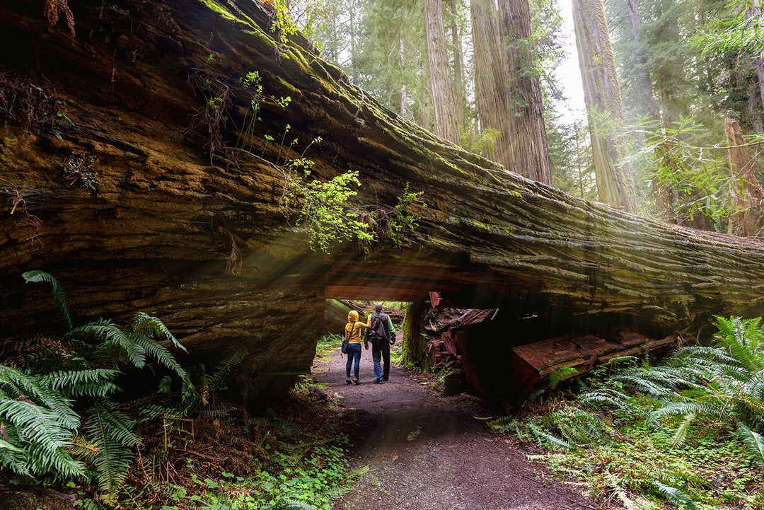 10 Have-to-See Spots at Redwood National Park - My Nature Book Adventures