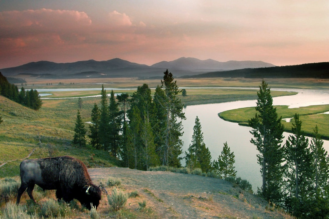 A Pet-Friendly Guide to Exploring Yellowstone National Park - My Nature Book Adventures
