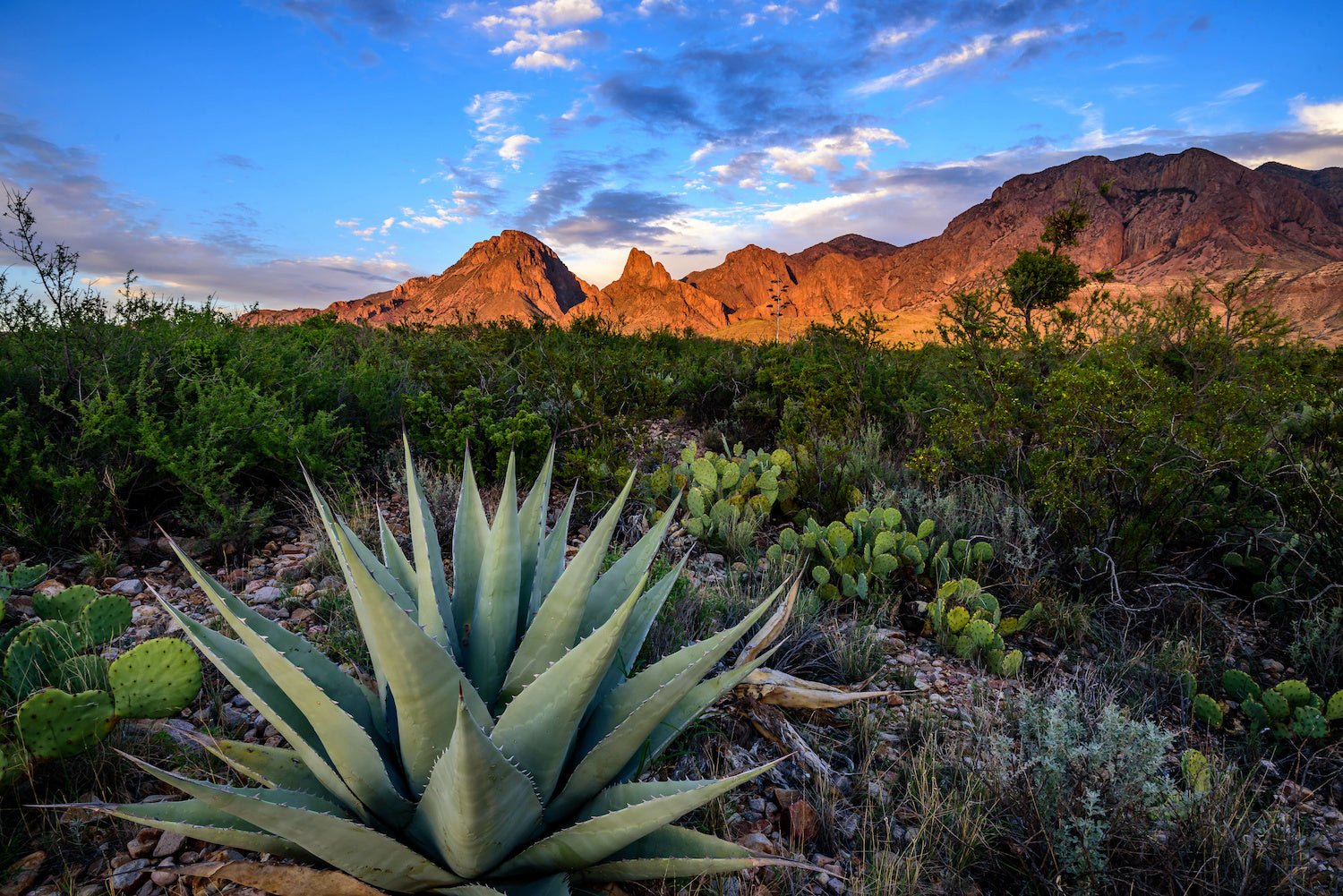 Big Bend National Park: Where Adventure Meets Vast Wilderness - My Nature Book Adventures