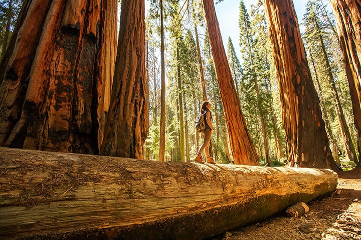 Discover 10 Amazing Places at Sequoia National Park - My Nature Book Adventures
