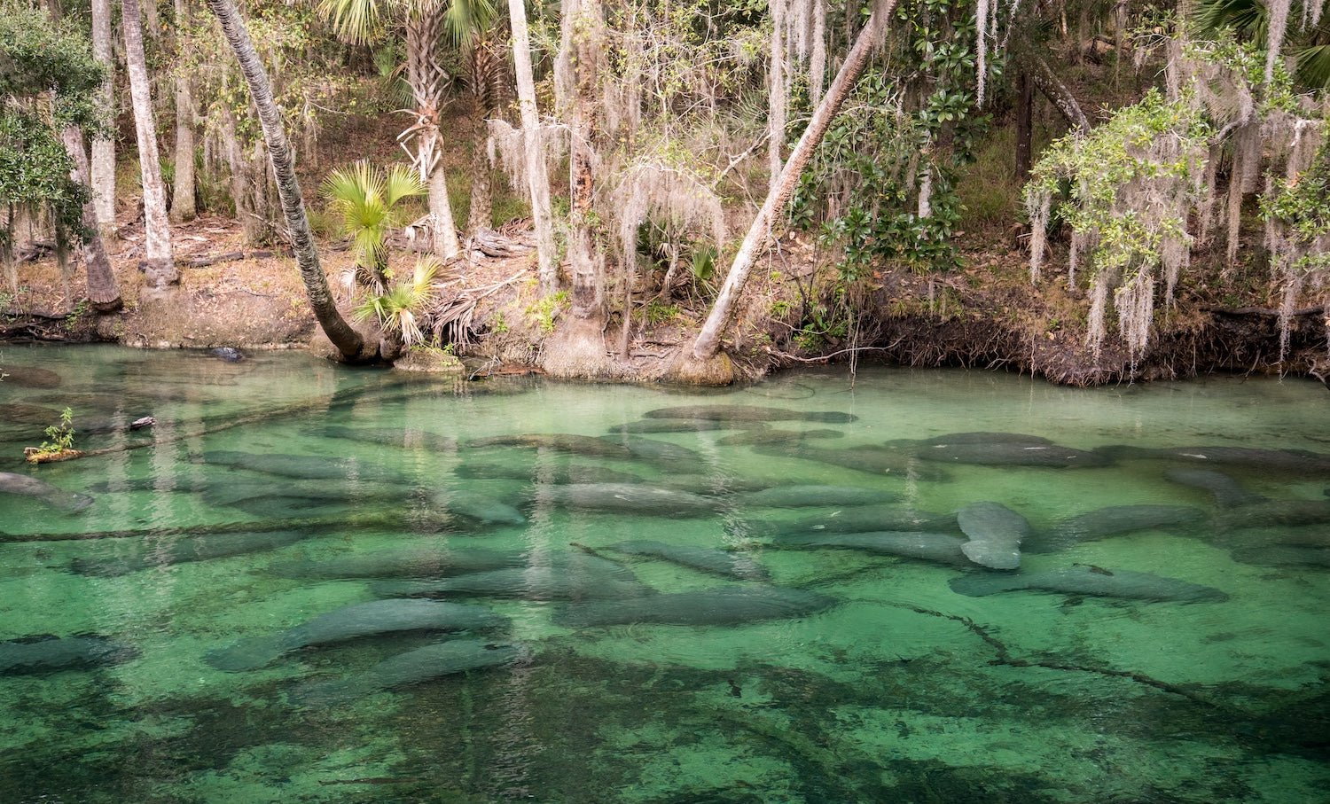 Discovering Florida's Springtime Treasures: State Parks You Must Explore - My Nature Book Adventures