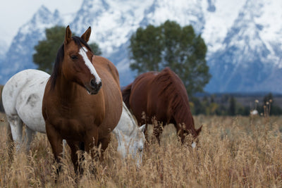 Exploring the Great Outdoors Where to Camp and Ride with Horses in National Parks