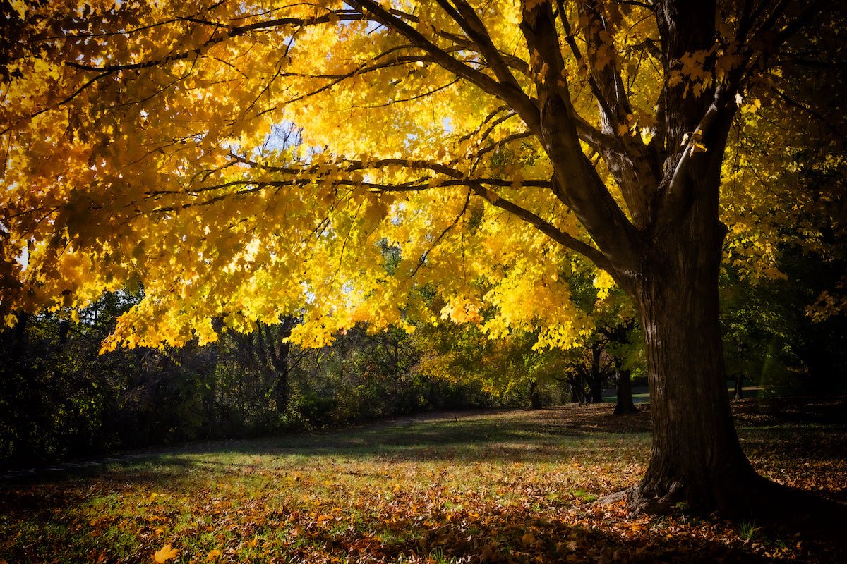 How Indiana State Parks Benefit Us - My Nature Book Adventures