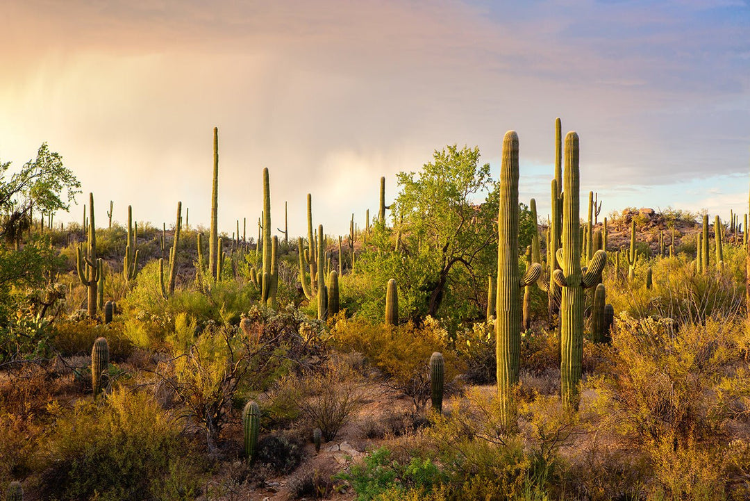 Take a Look at These Top 10 Saguaro National Park Sights - My Nature Book Adventures