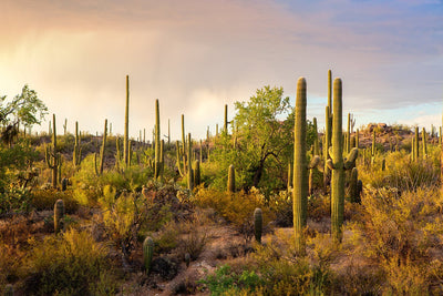 Take a Look at These Top 10 Saguaro National Park Sights