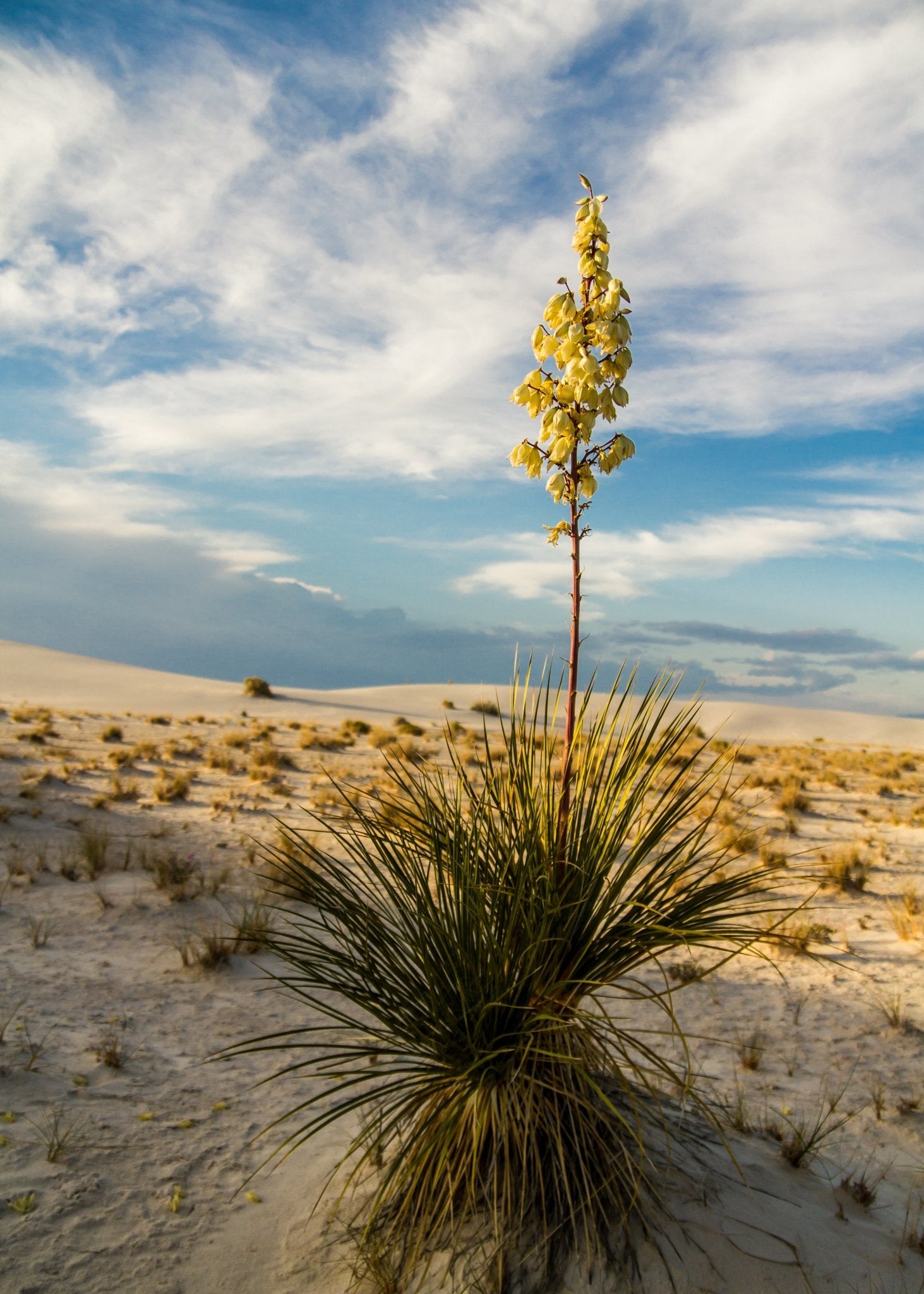 White Sands National Park the World’s Largest Gypsum Dunefield - My Nature Book Adventures